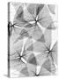 False Shamrock Leaves, X-ray-Koetsier Albert-Stretched Canvas