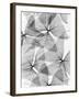 False Shamrock Leaves, X-ray-Koetsier Albert-Framed Photographic Print