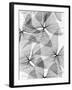 False Shamrock Leaves, X-ray-Koetsier Albert-Framed Photographic Print