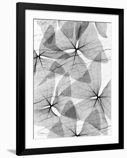 False Shamrock Leaves, X-ray-Koetsier Albert-Framed Photographic Print