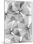 False Shamrock Leaves, X-ray-Koetsier Albert-Mounted Photographic Print