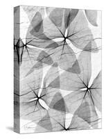 False Shamrock Leaves, X-ray-Koetsier Albert-Stretched Canvas