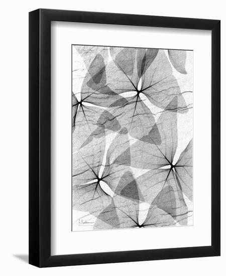 False Shamrock Leaves, X-ray-Koetsier Albert-Framed Premium Photographic Print