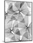 False Shamrock Leaves, X-ray-Koetsier Albert-Mounted Premium Photographic Print