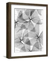 False Shamrock Leaves, X-ray-Koetsier Albert-Framed Photographic Print