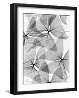 False Shamrock Leaves, X-ray-Koetsier Albert-Framed Photographic Print