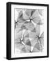 False Shamrock Leaves, X-ray-Koetsier Albert-Framed Photographic Print