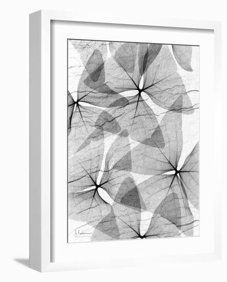 False Shamrock Leaves, X-ray-Koetsier Albert-Framed Photographic Print