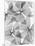 False Shamrock Leaves, X-ray-Koetsier Albert-Mounted Photographic Print