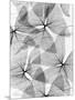 False Shamrock Leaves, X-ray-Koetsier Albert-Mounted Photographic Print