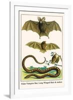 False Vampire Bat, Long Winged Bats and Snakes-Albertus Seba-Framed Art Print