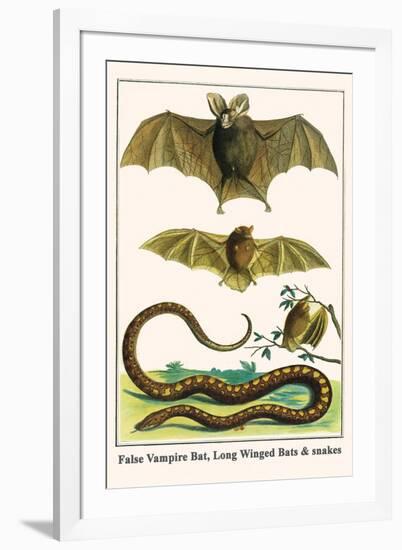 False Vampire Bat, Long Winged Bats and Snakes-Albertus Seba-Framed Art Print