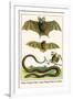 False Vampire Bat, Long Winged Bats and Snakes-Albertus Seba-Framed Art Print