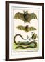 False Vampire Bat, Long Winged Bats and Snakes-Albertus Seba-Framed Art Print