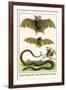 False Vampire Bat, Long Winged Bats and Snakes-Albertus Seba-Framed Art Print