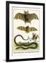 False Vampire Bat, Long Winged Bats and Snakes-Albertus Seba-Framed Art Print