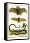 False Vampire Bat, Long Winged Bats and Snakes-Albertus Seba-Framed Stretched Canvas