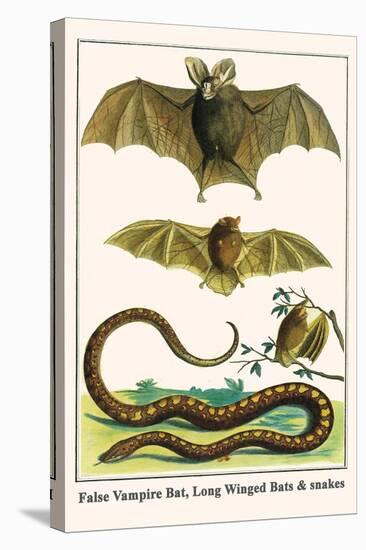 False Vampire Bat, Long Winged Bats and Snakes-Albertus Seba-Stretched Canvas