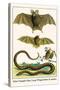 False Vampire Bat, Long Winged Bats and Snakes-Albertus Seba-Stretched Canvas