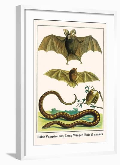 False Vampire Bat, Long Winged Bats and Snakes-Albertus Seba-Framed Art Print