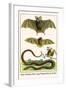 False Vampire Bat, Long Winged Bats and Snakes-Albertus Seba-Framed Art Print