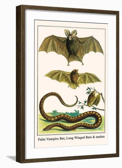 False Vampire Bat, Long Winged Bats and Snakes-Albertus Seba-Framed Art Print