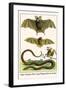 False Vampire Bat, Long Winged Bats and Snakes-Albertus Seba-Framed Art Print