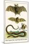 False Vampire Bat, Long Winged Bats and Snakes-Albertus Seba-Mounted Art Print