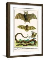 False Vampire Bat, Long Winged Bats and Snakes-Albertus Seba-Framed Art Print