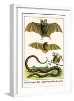 False Vampire Bat, Long Winged Bats and Snakes-Albertus Seba-Framed Art Print