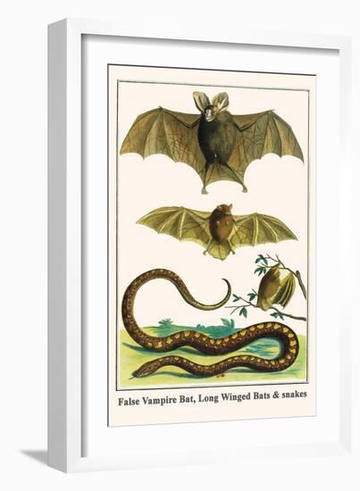 False Vampire Bat, Long Winged Bats and Snakes-Albertus Seba-Framed Art Print