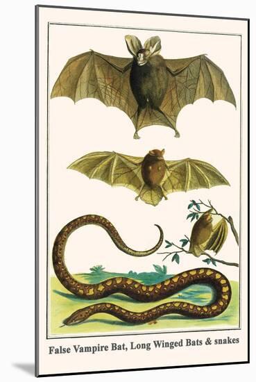 False Vampire Bat, Long Winged Bats and Snakes-Albertus Seba-Mounted Art Print