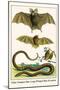 False Vampire Bat, Long Winged Bats and Snakes-Albertus Seba-Mounted Art Print