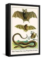 False Vampire Bat, Long Winged Bats and Snakes-Albertus Seba-Framed Stretched Canvas