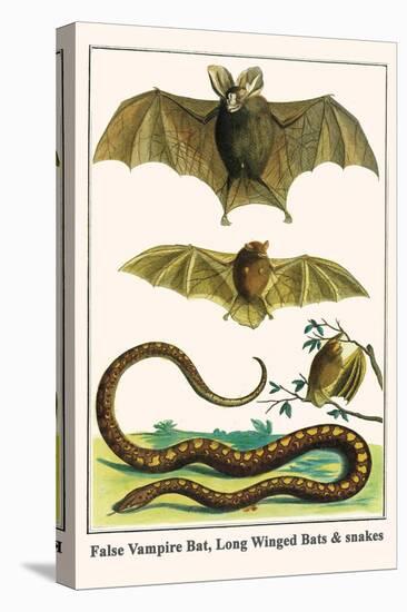 False Vampire Bat, Long Winged Bats and Snakes-Albertus Seba-Stretched Canvas