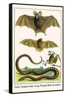 False Vampire Bat, Long Winged Bats and Snakes-Albertus Seba-Framed Stretched Canvas