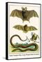 False Vampire Bat, Long Winged Bats and Snakes-Albertus Seba-Framed Stretched Canvas