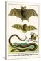 False Vampire Bat, Long Winged Bats and Snakes-Albertus Seba-Stretched Canvas