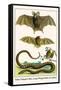 False Vampire Bat, Long Winged Bats and Snakes-Albertus Seba-Framed Stretched Canvas