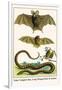 False Vampire Bat, Long Winged Bats and Snakes-Albertus Seba-Framed Art Print