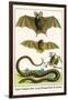 False Vampire Bat, Long Winged Bats and Snakes-Albertus Seba-Framed Art Print