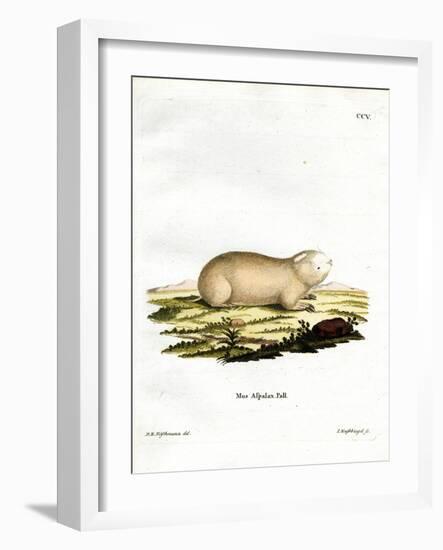 False Zokor-null-Framed Giclee Print