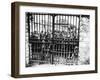 Families Awaiting News of their Loved Ones, Air Ministry, Paris 1944-null-Framed Photographic Print