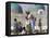 Family Feeding the Famous White Pigeons, Shrine of Hazrat Ali, Mazar-I-Sharif, Afghanistan-Jane Sweeney-Framed Stretched Canvas