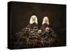 Family Is Forever Bald Eagles-Jai Johnson-Stretched Canvas