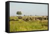 Family of African Buffalo-Michele Westmorland-Framed Stretched Canvas