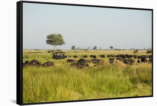 Family of African Buffalo-Michele Westmorland-Framed Stretched Canvas