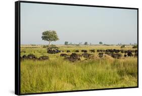 Family of African Buffalo-Michele Westmorland-Framed Stretched Canvas