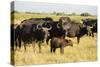 Family of African Buffalo-Michele Westmorland-Stretched Canvas