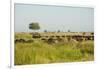 Family of African Buffalo-Michele Westmorland-Framed Photographic Print